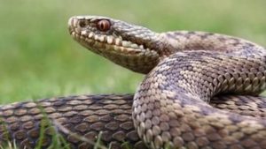 Rüyada Yılan Görmek Ne Anlama Gelir?