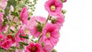 Hatmi Çiçeğinin Faydaları Nelerdir?