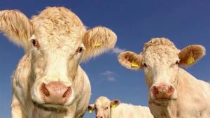 Rüyada İnek Görmek Ne Anlama Gelir?