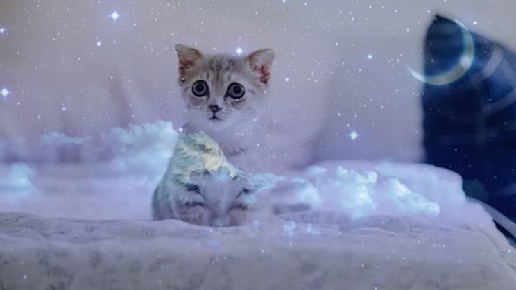 Rüyada Kedi Görmek Ne Anlama Gelir?