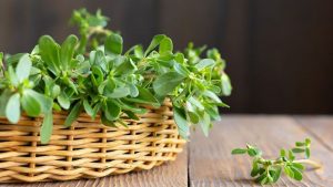 Semizotunun Faydaları