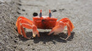 Yengeçler Neden Yan Yan Yürür? 