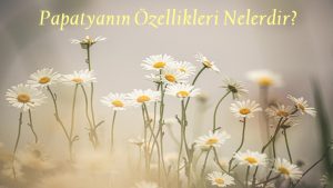 Papatyanın Özellikleri Nelerdir?