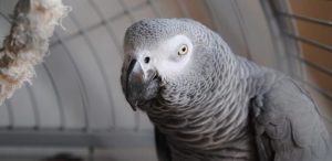 Jako Papağan Kafesi Nasıl Olmalı? 