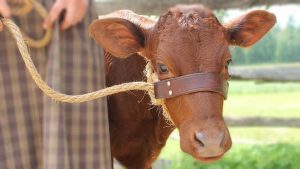 Rüyada Kahverengi İnek Görmek 