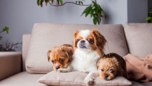 Apartmanda Beslenebilecek Köpek Türleri 