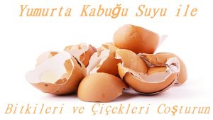 Yumurta Kabuğu Suyu ile Bitkileri ve Çiçekleri Coşturun 