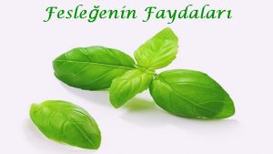 Fesleğenin Faydaları Nelerdir? 