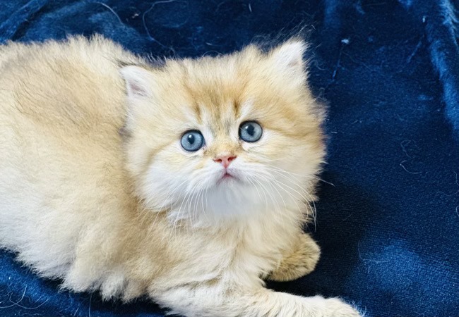 Kedi Fiyatları Nasıl Belirlenir?