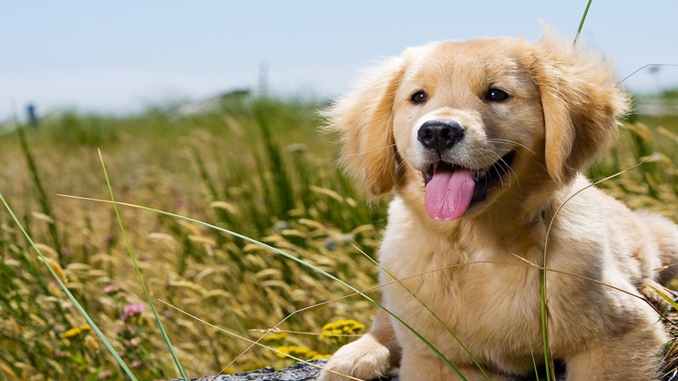 Rüyada Köpek Sahiplenmek Ne Anlama Gelir? Detaylı Rüya Tabiri